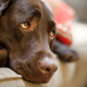 Image for article titled Another Feather in the Cap for Dog People: Humans May Just Naturally Understand Dogs' Emotions